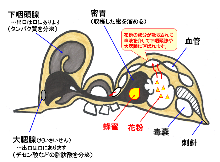 ＜働き蜂の体内構造＞※1