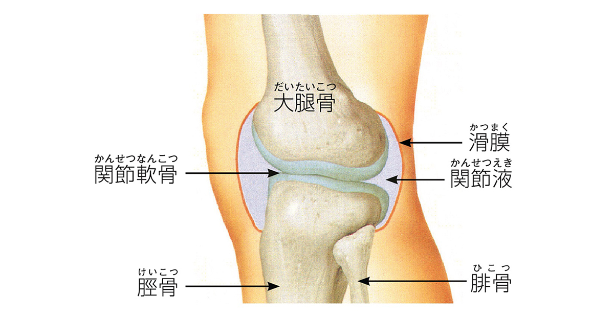 軟骨とは？